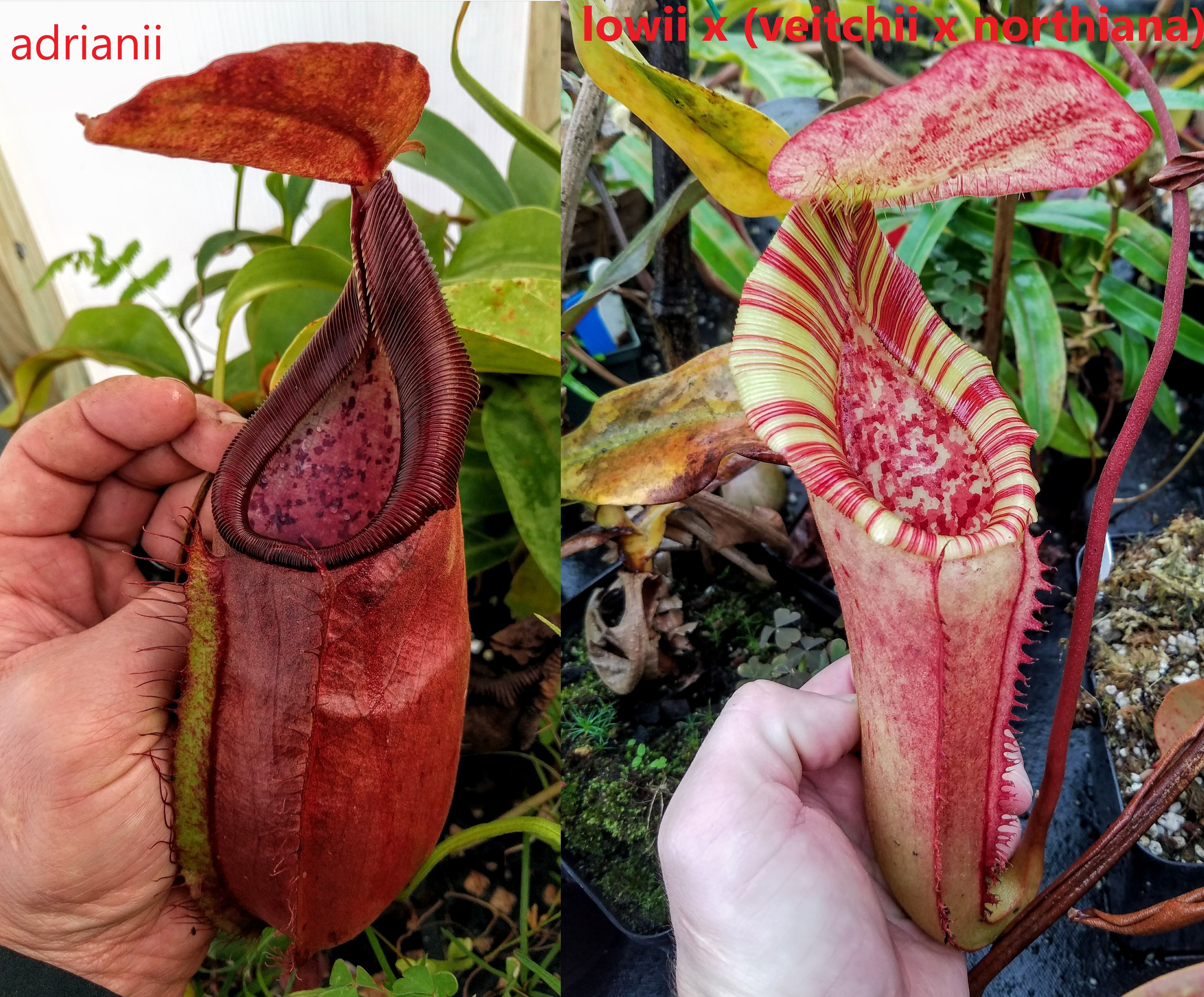 Nepenthes adrianii x [lowii x (northiana x veitchii)], CAR-0002