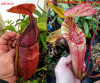 Nepenthes adrianii x [lowii x (northiana x veitchii)], CAR-0002
