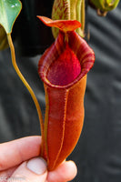 Nepenthes adrianii x [lowii x (northiana x veitchii)], CAR-0002