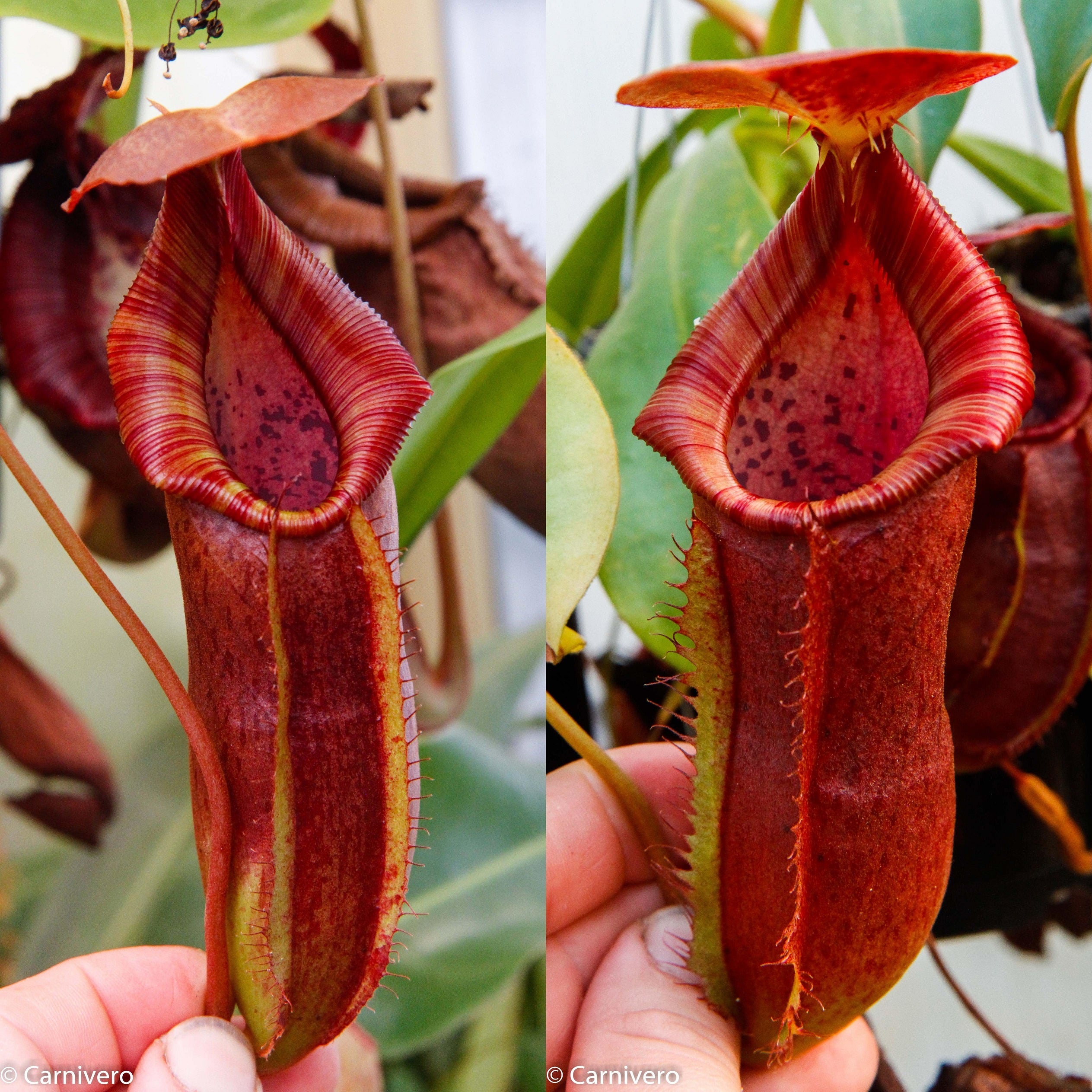 アポリナ　3-5y Nepenthes adnata x platychila, CAR-0320 – Carnivero