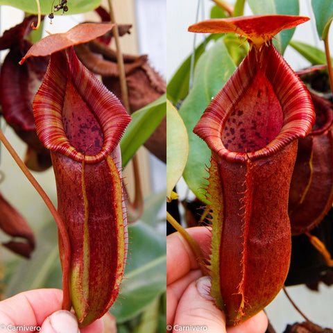 Two panel close up of a red Nepenthes adrianii x northiana hybrid pitcher with flared striped rim and textured body