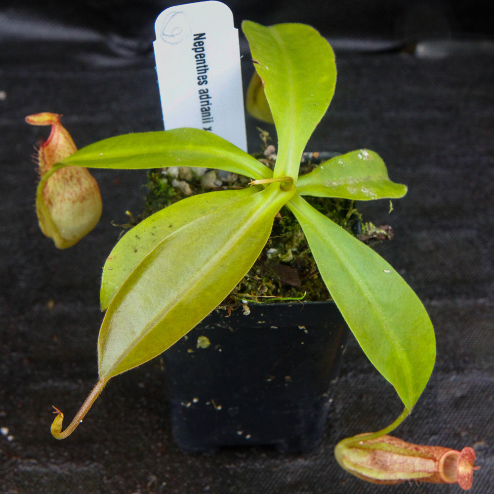 
                      
                        Nepenthes adrianii x maxima, CAR-0041
                      
                    