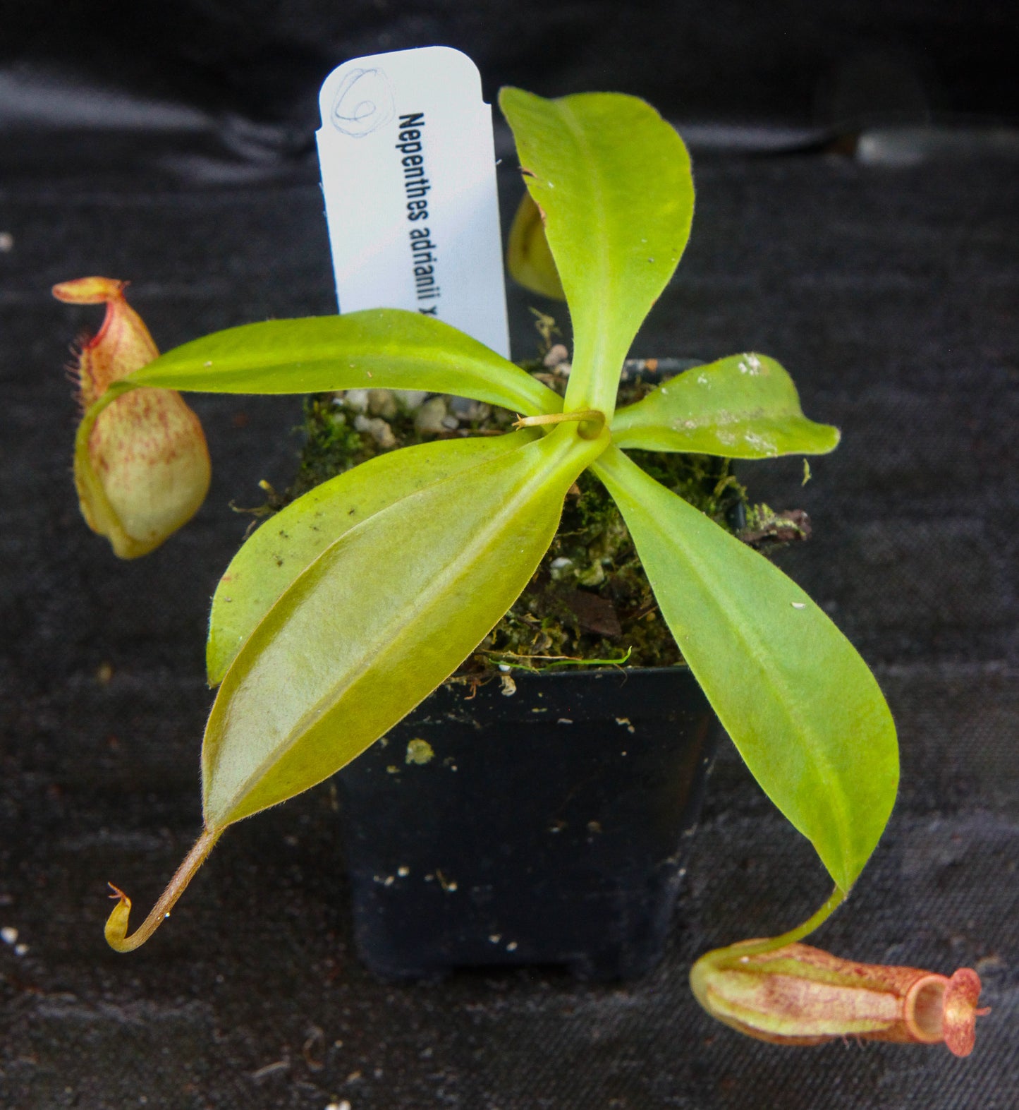 Nepenthes adrianii x maxima, CAR-0041