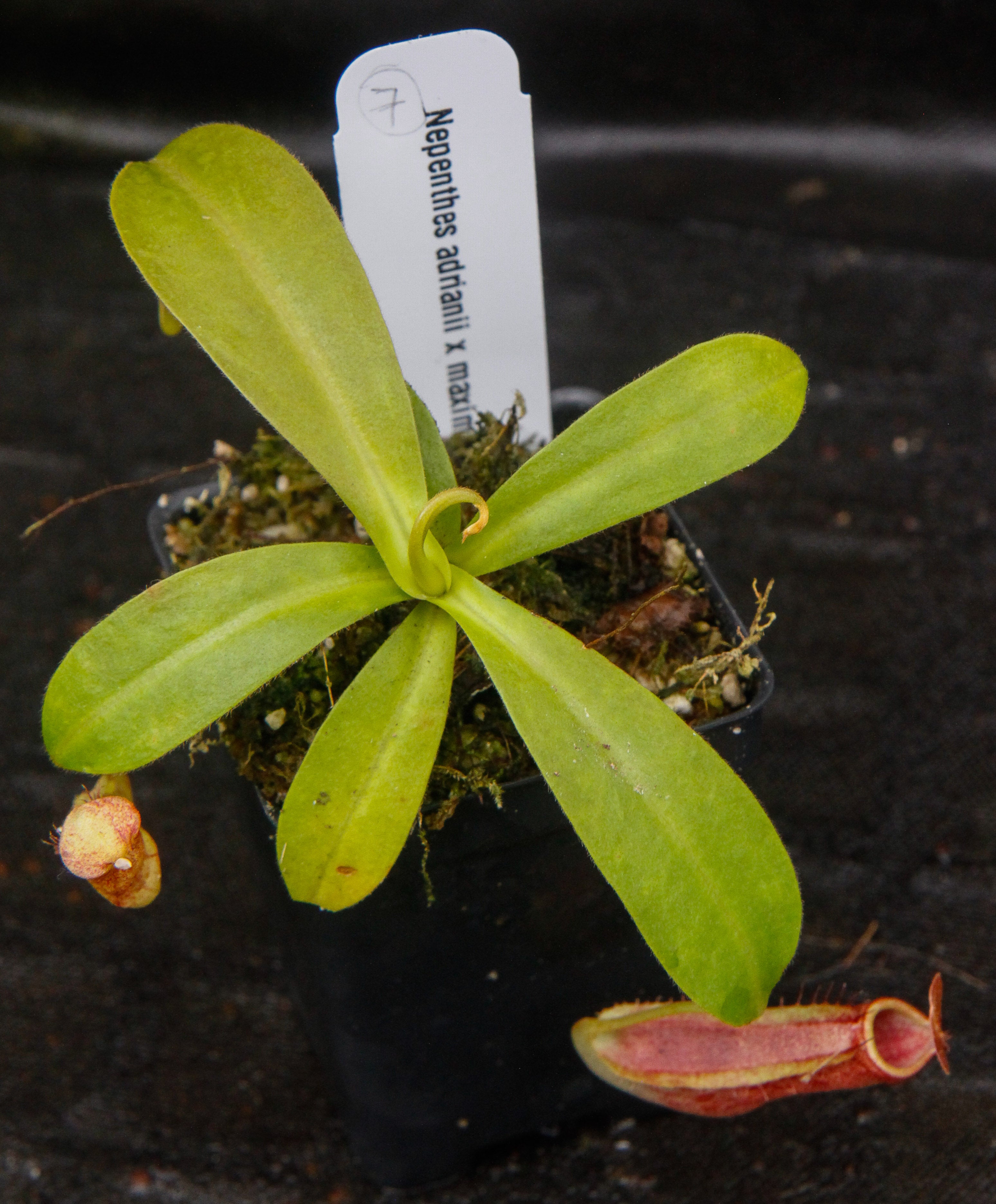 Nepenthes adrianii x maxima, CAR-0041 – Carnivero