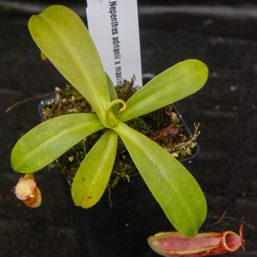 
                      
                        Nepenthes adrianii x maxima, CAR-0041
                      
                    