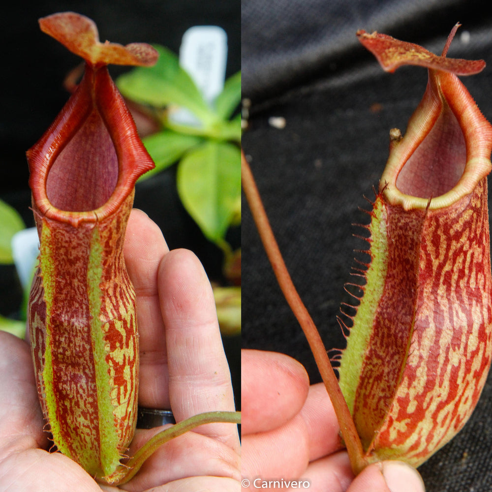 
                      
                        Nepenthes adrianii x maxima, CAR-0041
                      
                    