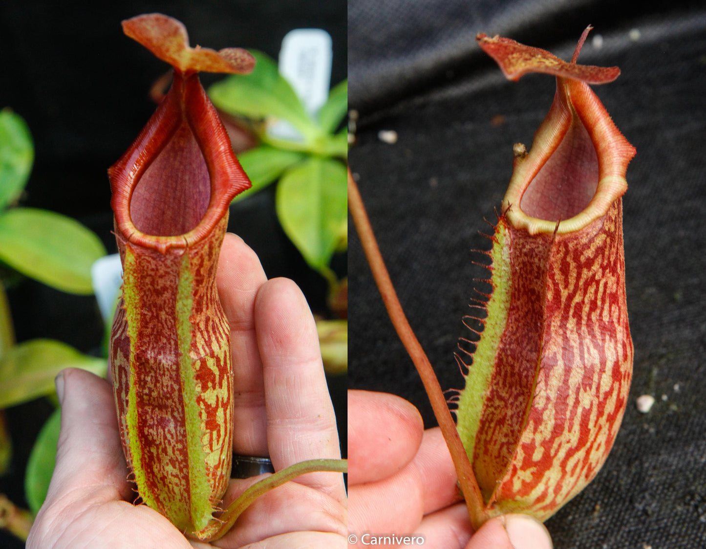 Nepenthes adrianii x maxima, CAR-0041