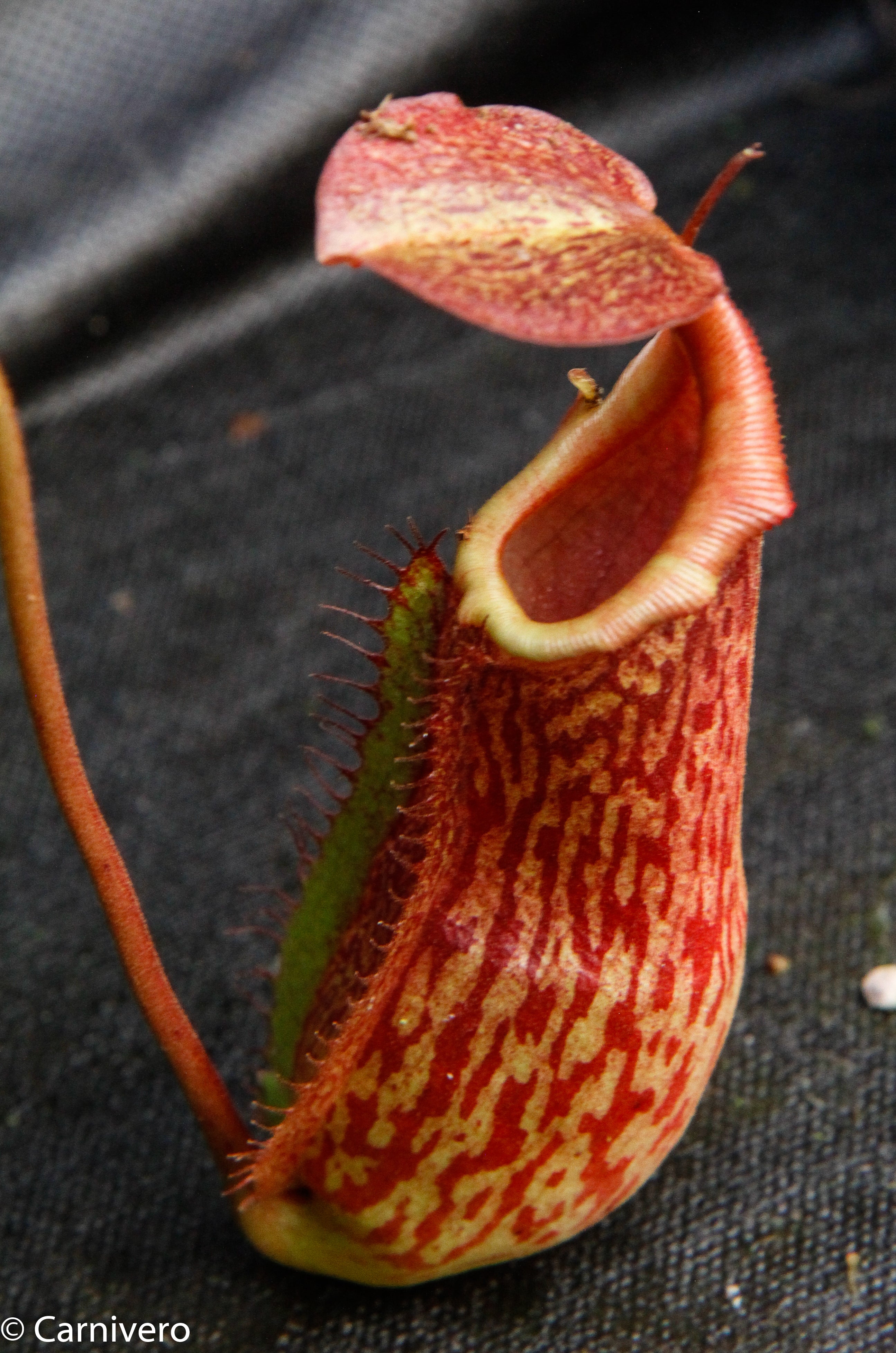 マンダリン Nepenthes adrianii x maxima, CAR-0041 – Carnivero