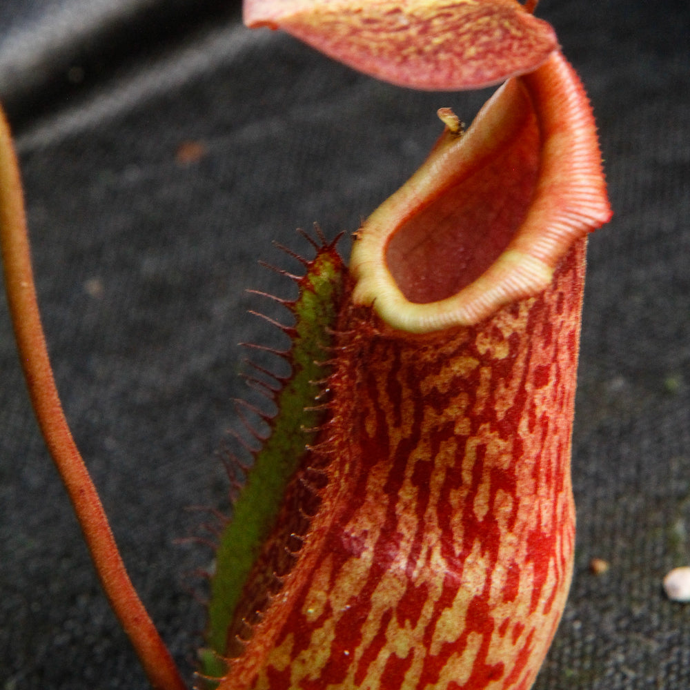 
                      
                        Nepenthes adrianii x maxima, CAR-0041
                      
                    