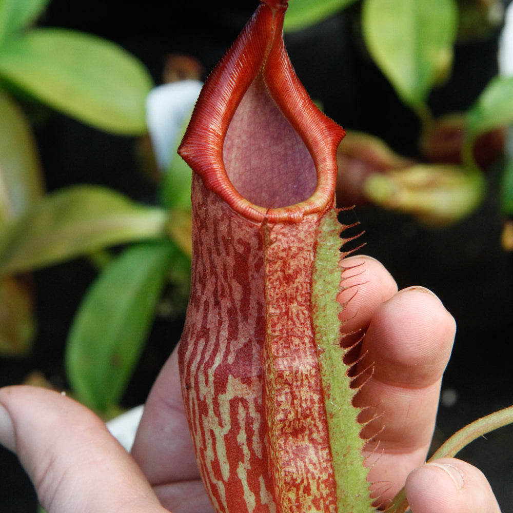 
                      
                        Nepenthes adrianii x maxima, CAR-0041
                      
                    