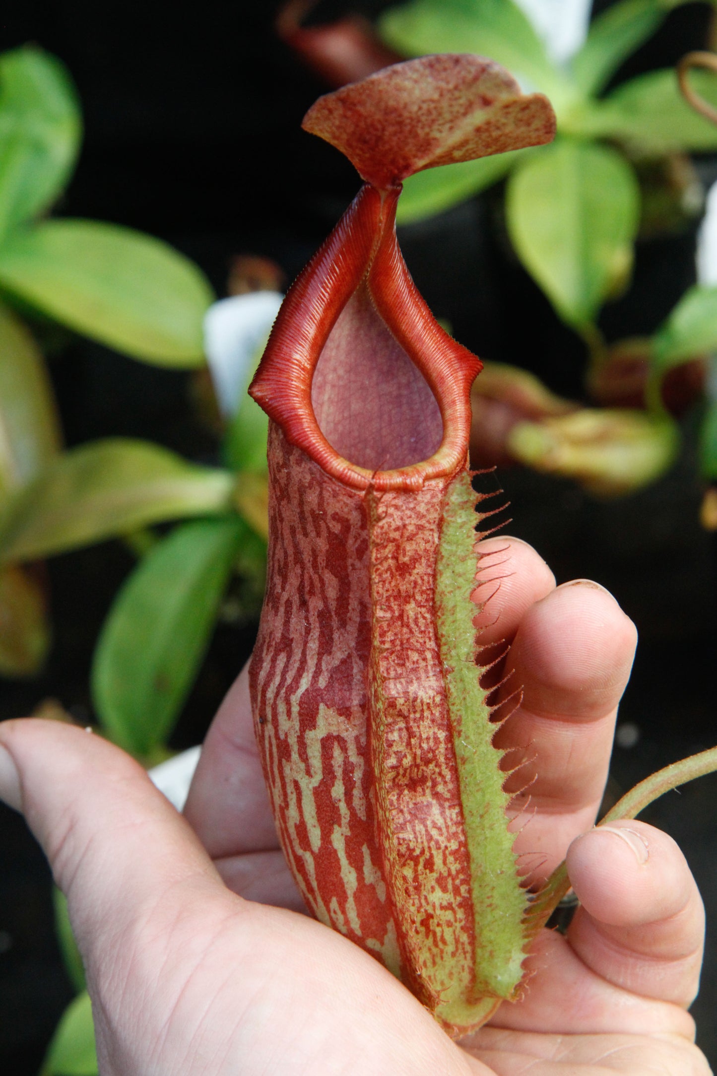 Nepenthes adrianii x maxima, CAR-0041