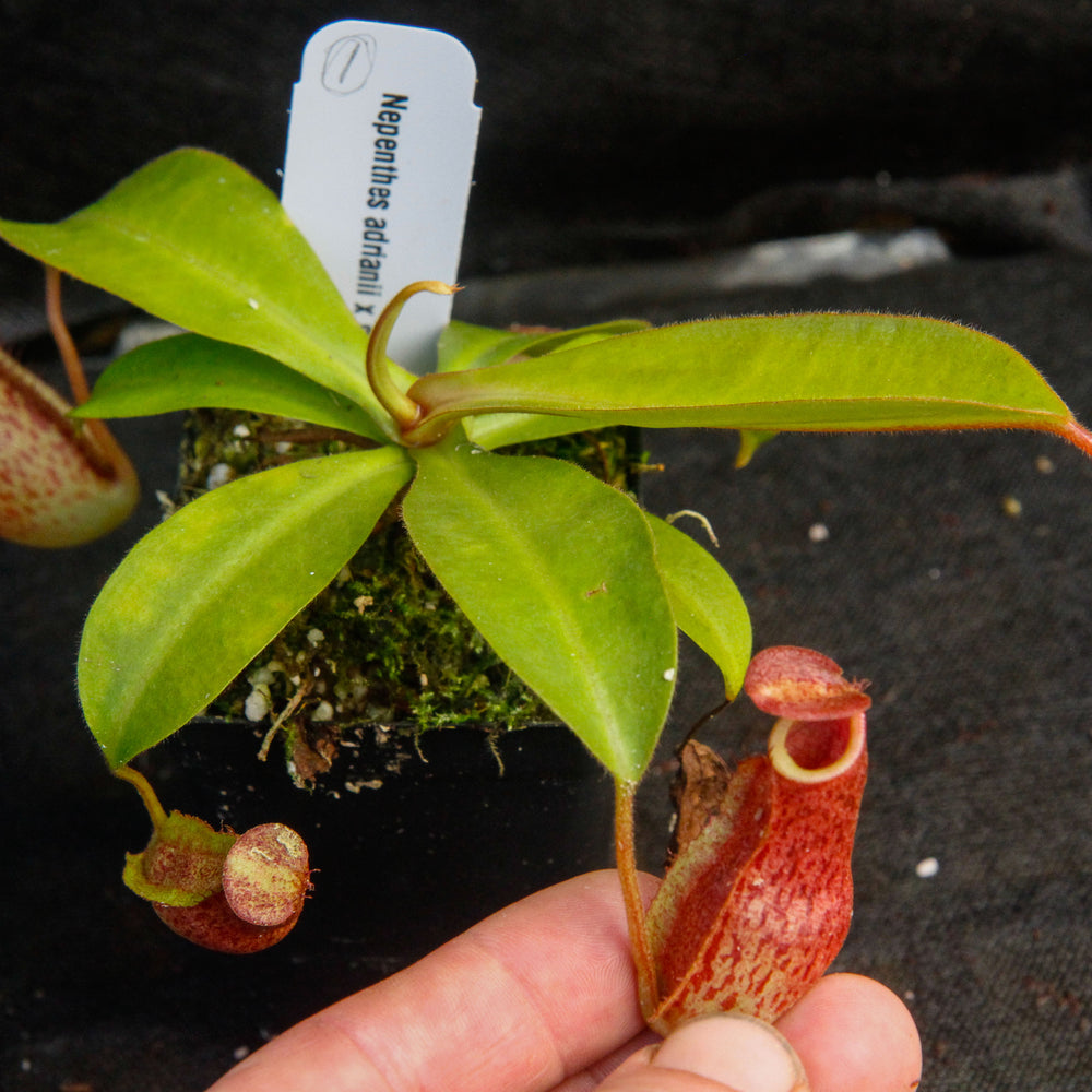 
                      
                        Nepenthes adrianii x maxima, CAR-0041
                      
                    
