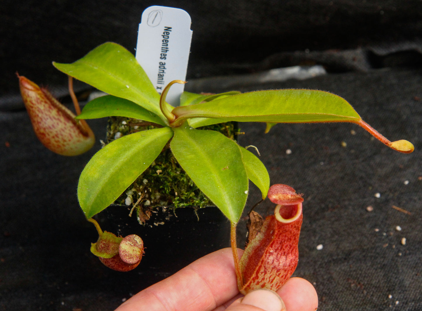 Nepenthes adrianii x maxima, CAR-0041