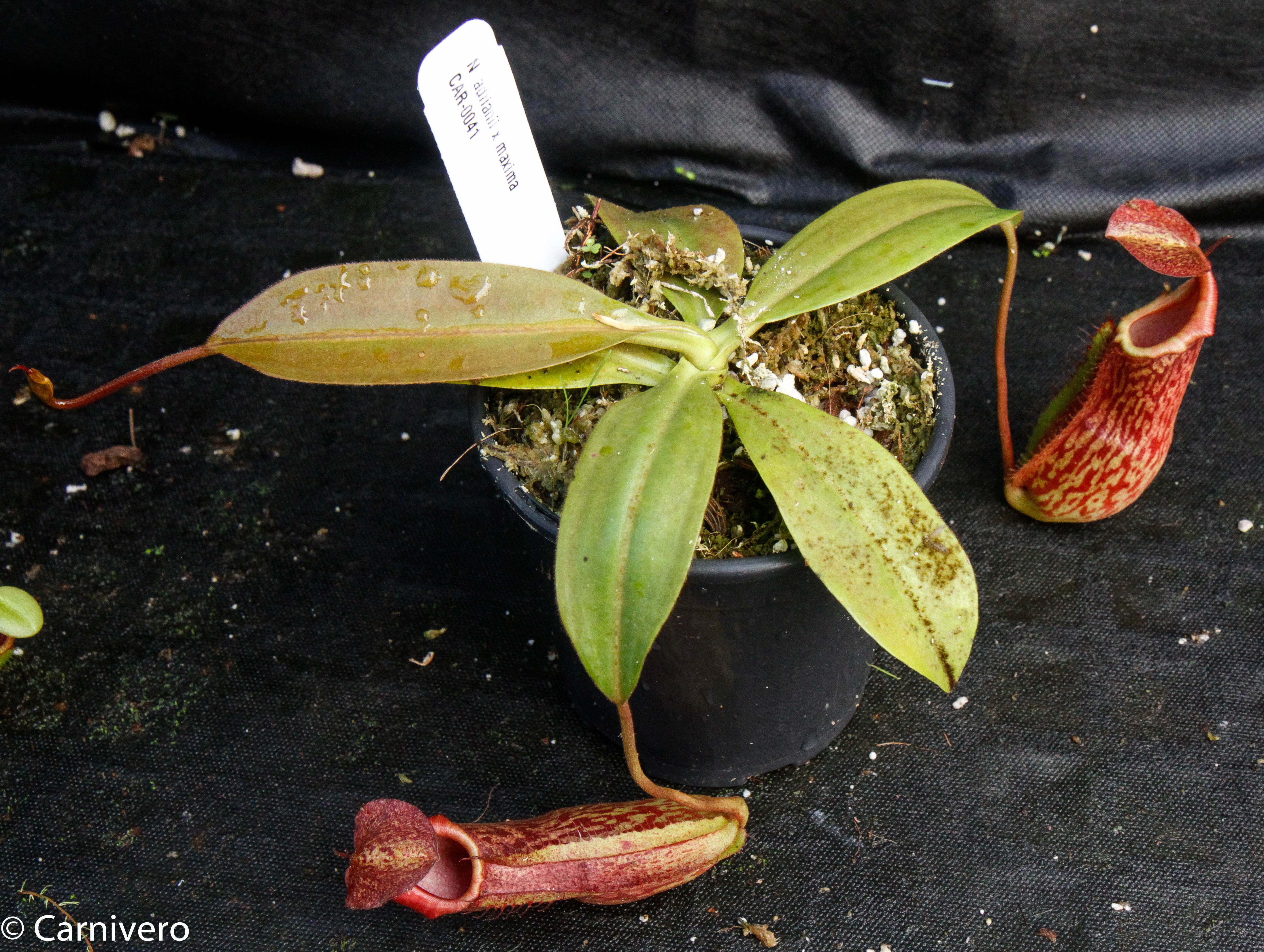 Nepenthes adrianii x maxima, CAR-0041 – Carnivero