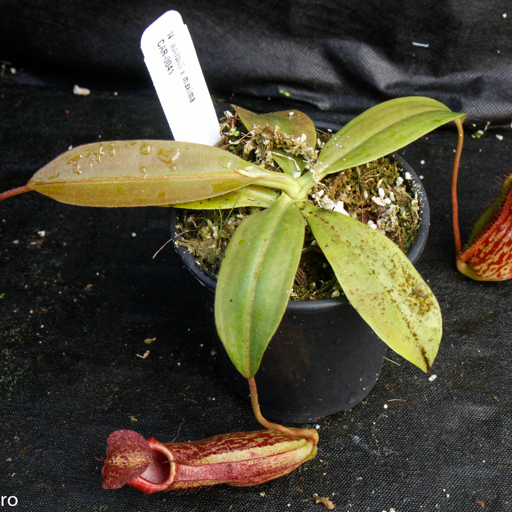 
                      
                        Nepenthes adrianii x maxima, CAR-0041
                      
                    