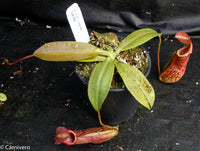 Nepenthes adrianii x maxima, CAR-0041