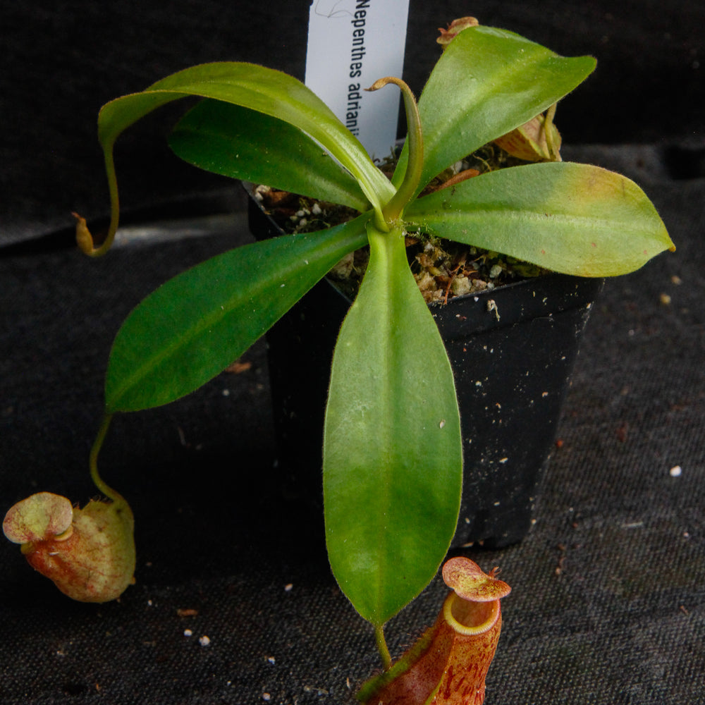 
                      
                        Nepenthes adrianii x maxima, CAR-0041
                      
                    