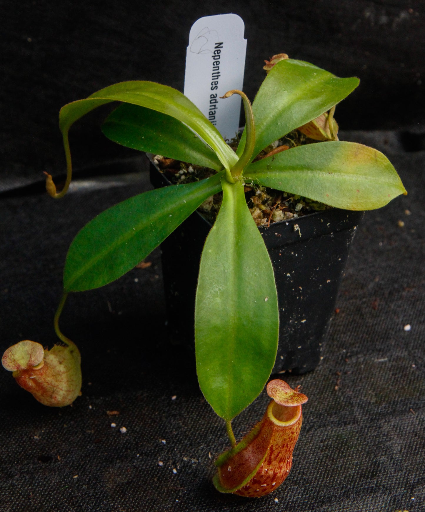 Nepenthes adrianii x maxima, CAR-0041