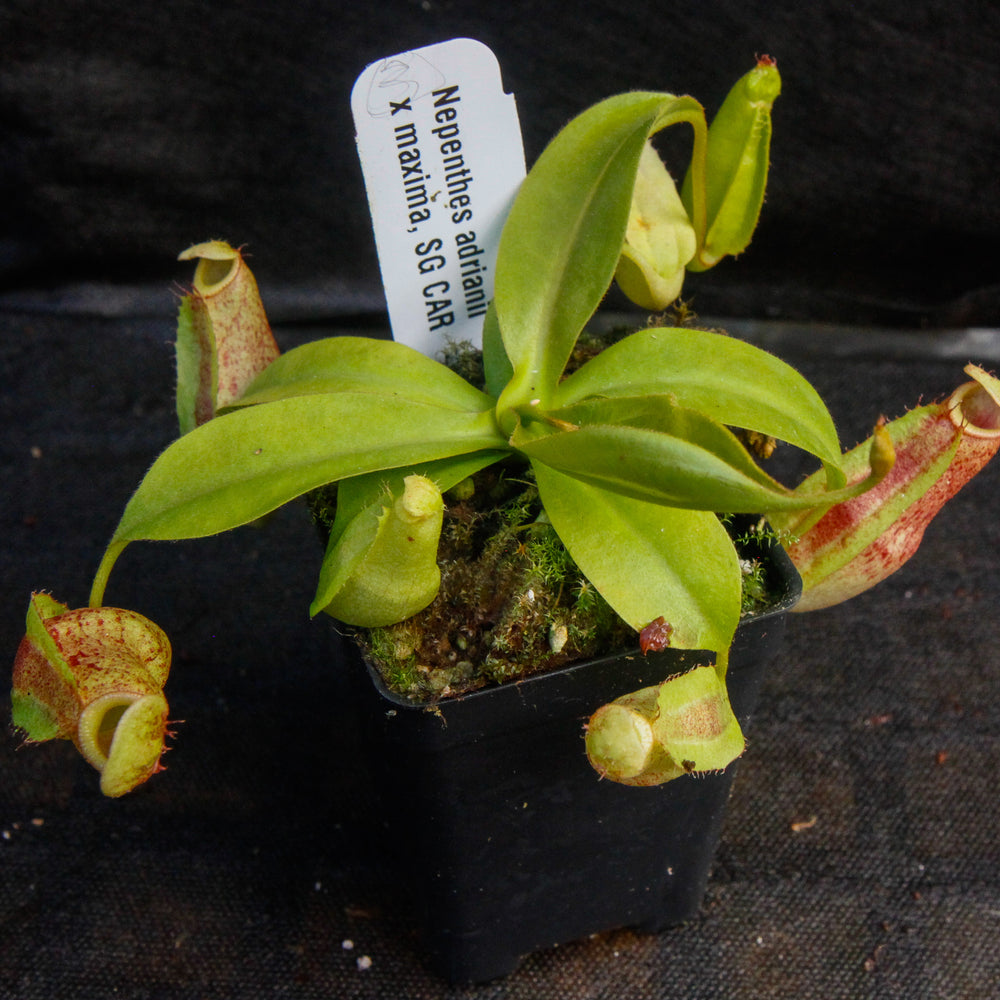 
                      
                        Nepenthes adrianii x maxima, CAR-0041
                      
                    