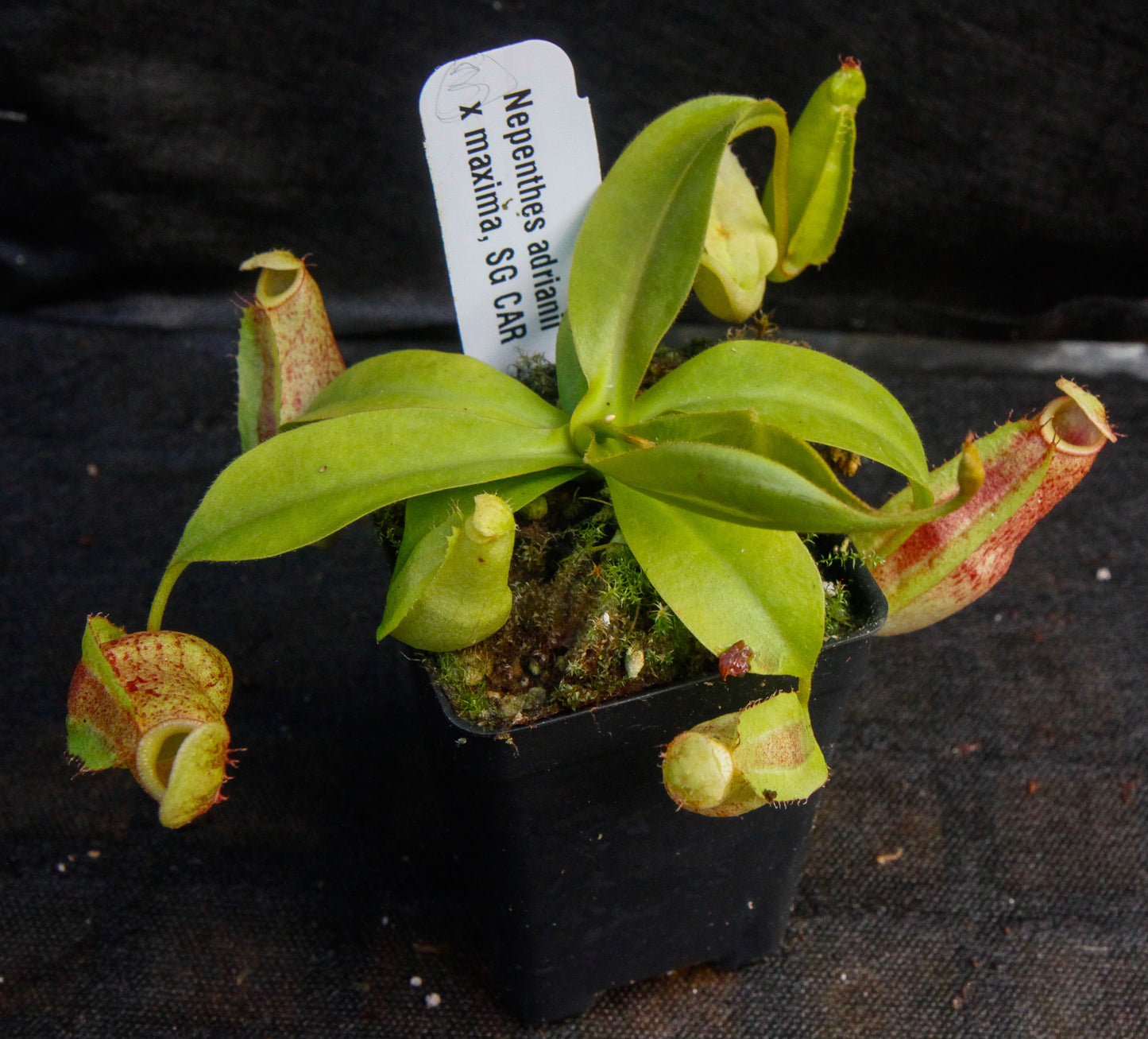 Nepenthes adrianii x maxima, CAR-0041