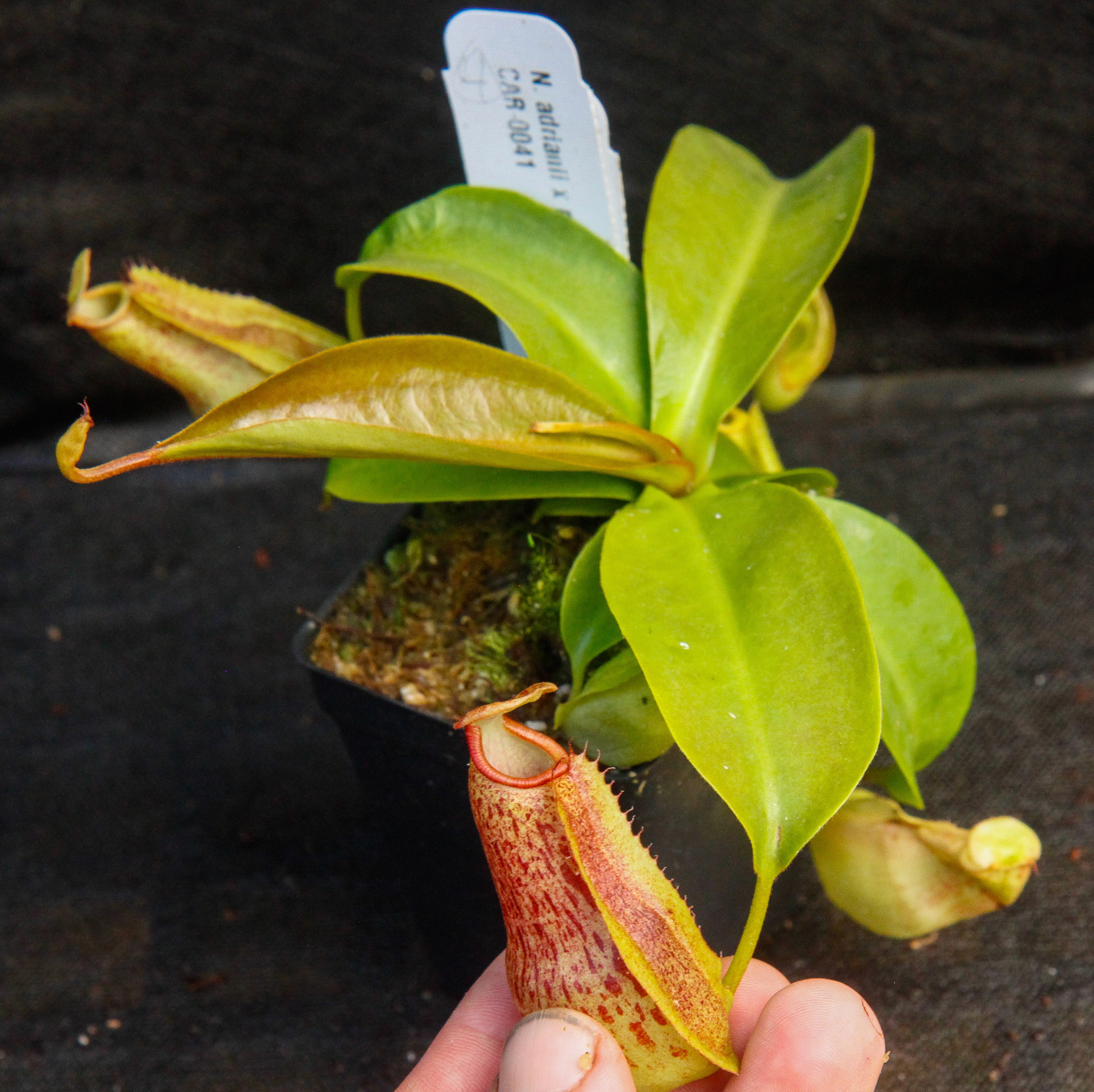 Nepenthes adrianii x maxima, CAR-0041 – Carnivero