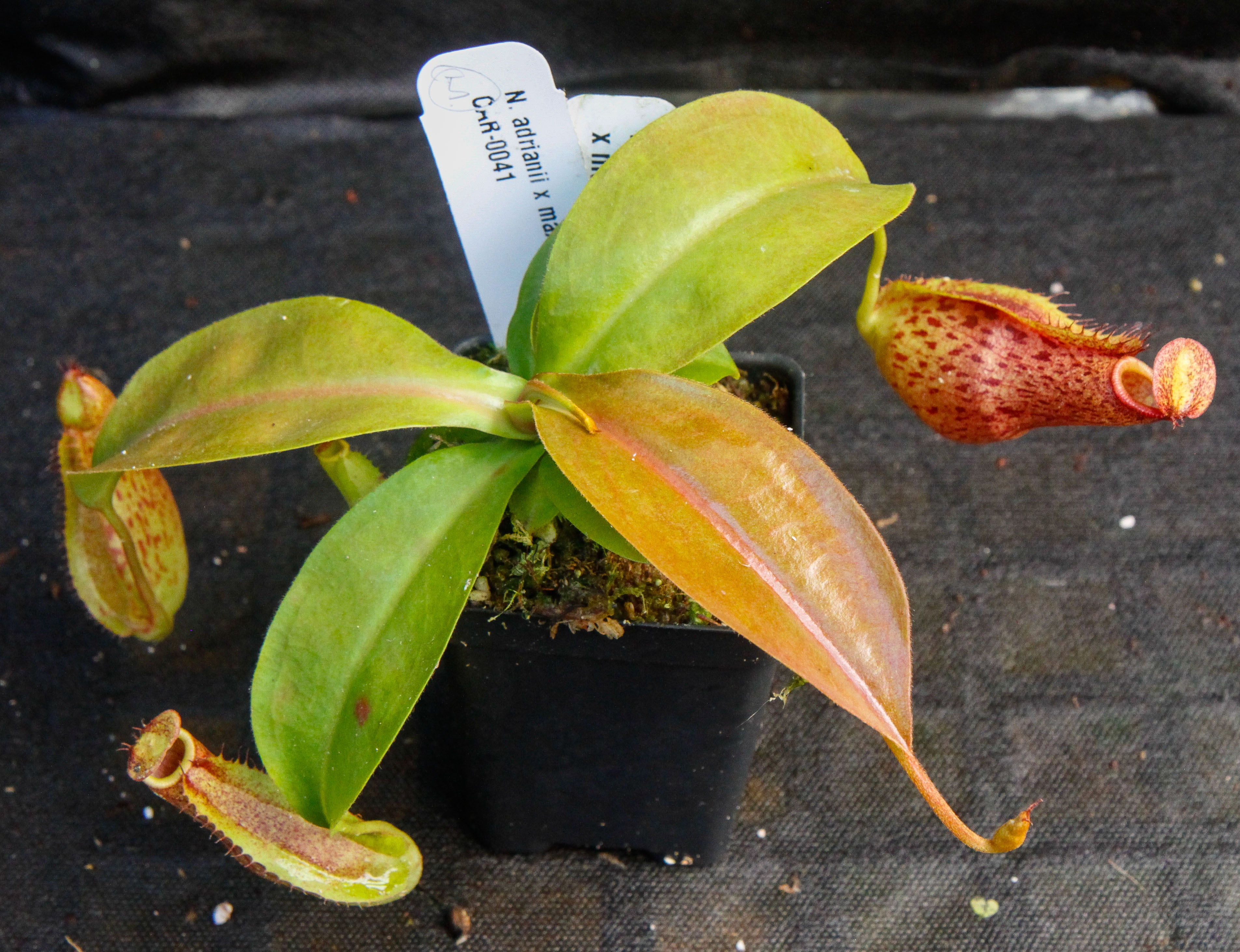 Nepenthes adrianii x maxima, CAR-0041 – Carnivero