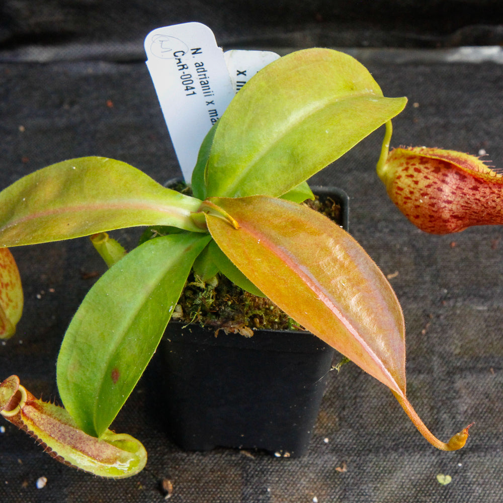 
                      
                        Nepenthes adrianii x maxima, CAR-0041
                      
                    