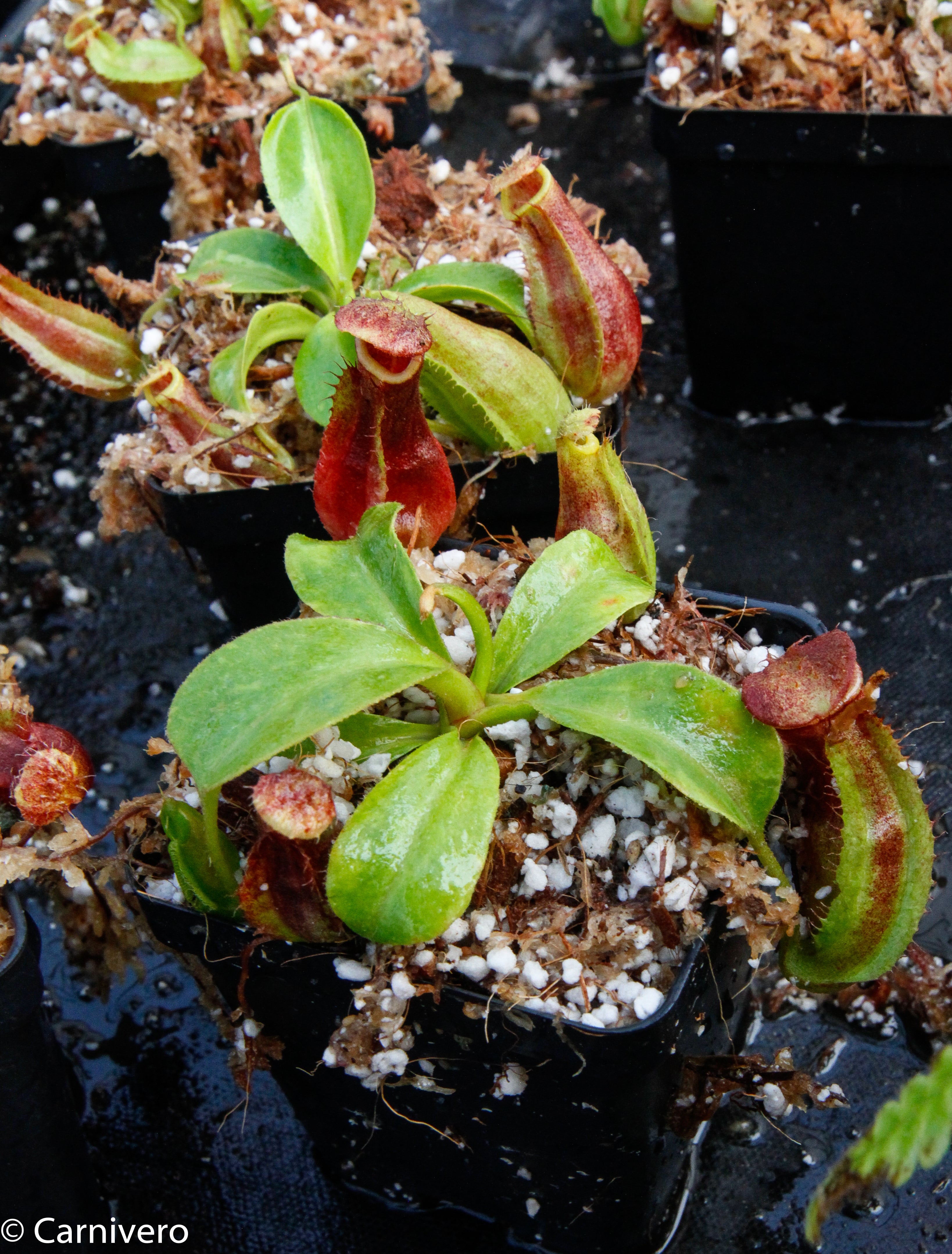 Nepenthes adrianii x truncata (c), CAR-0013 – Carnivero