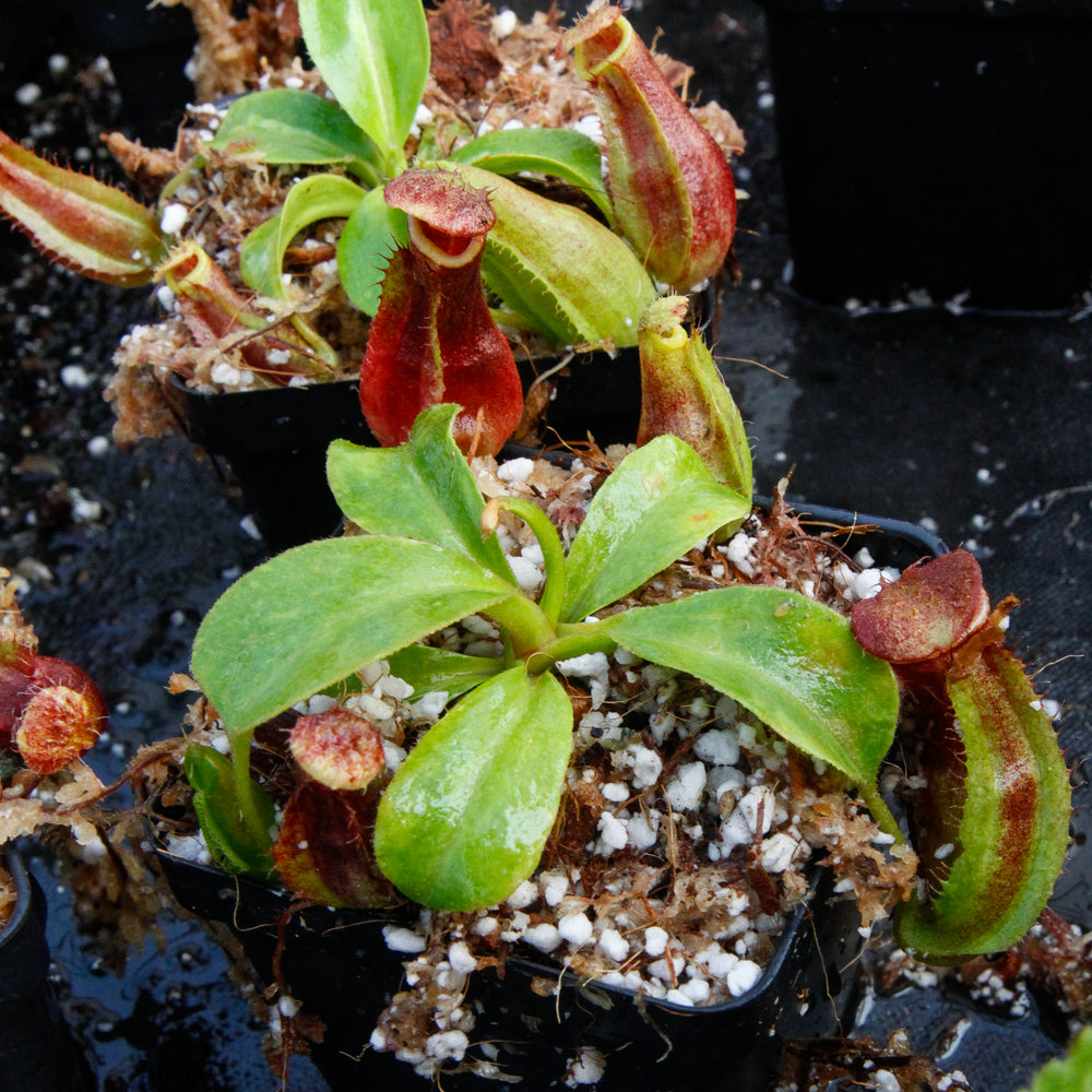 Nepenthes adrianii x truncata (c), CAR-0013