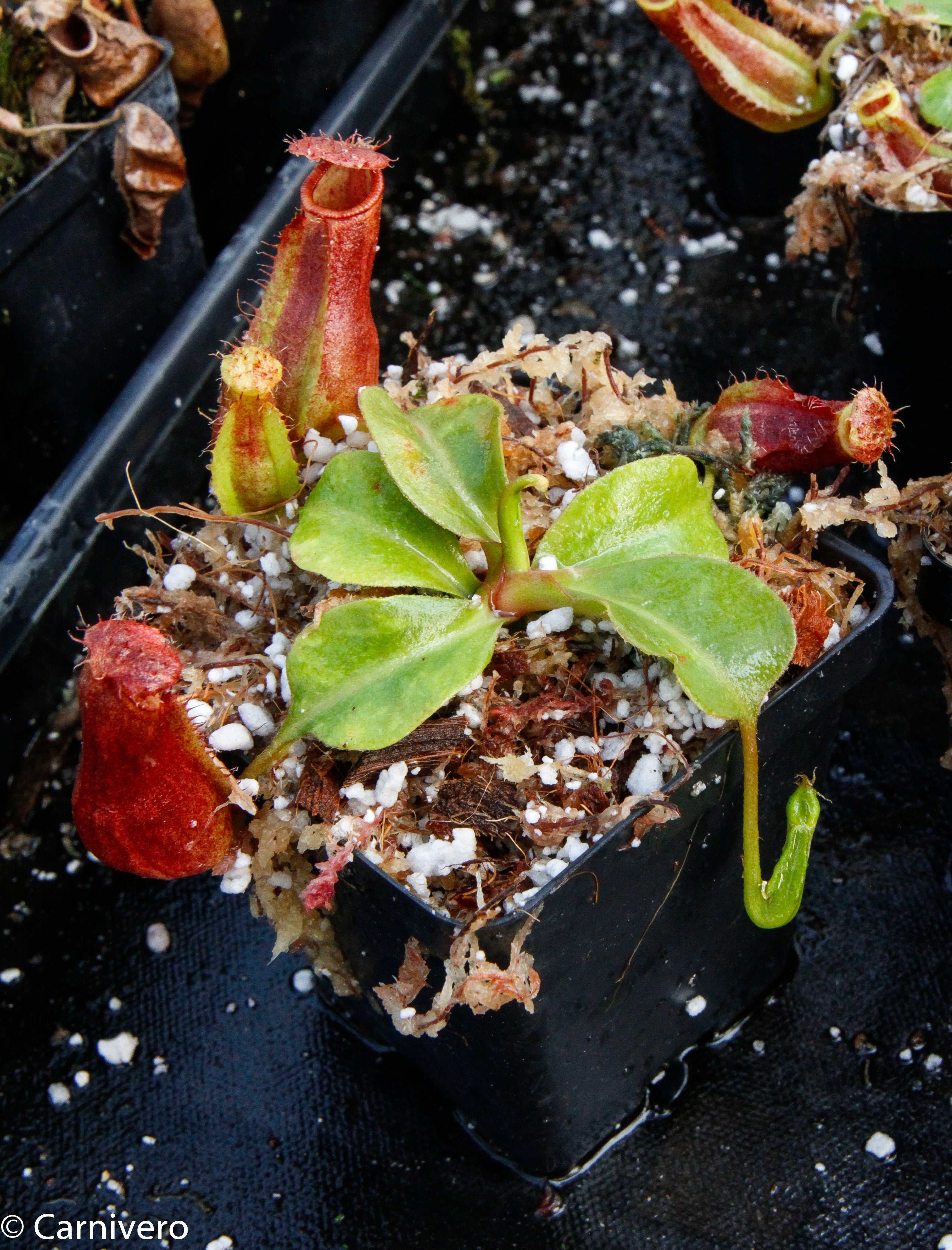 Nepenthes adrianii x truncata (c), CAR-0013 – Carnivero