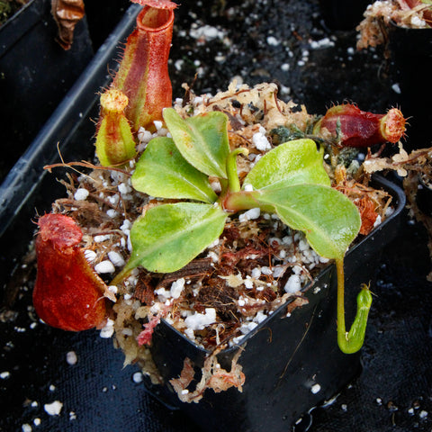 Nepenthes adrianii x truncata plant in a small pot with green leaves and a red elongated pitcher with a serrated rim.