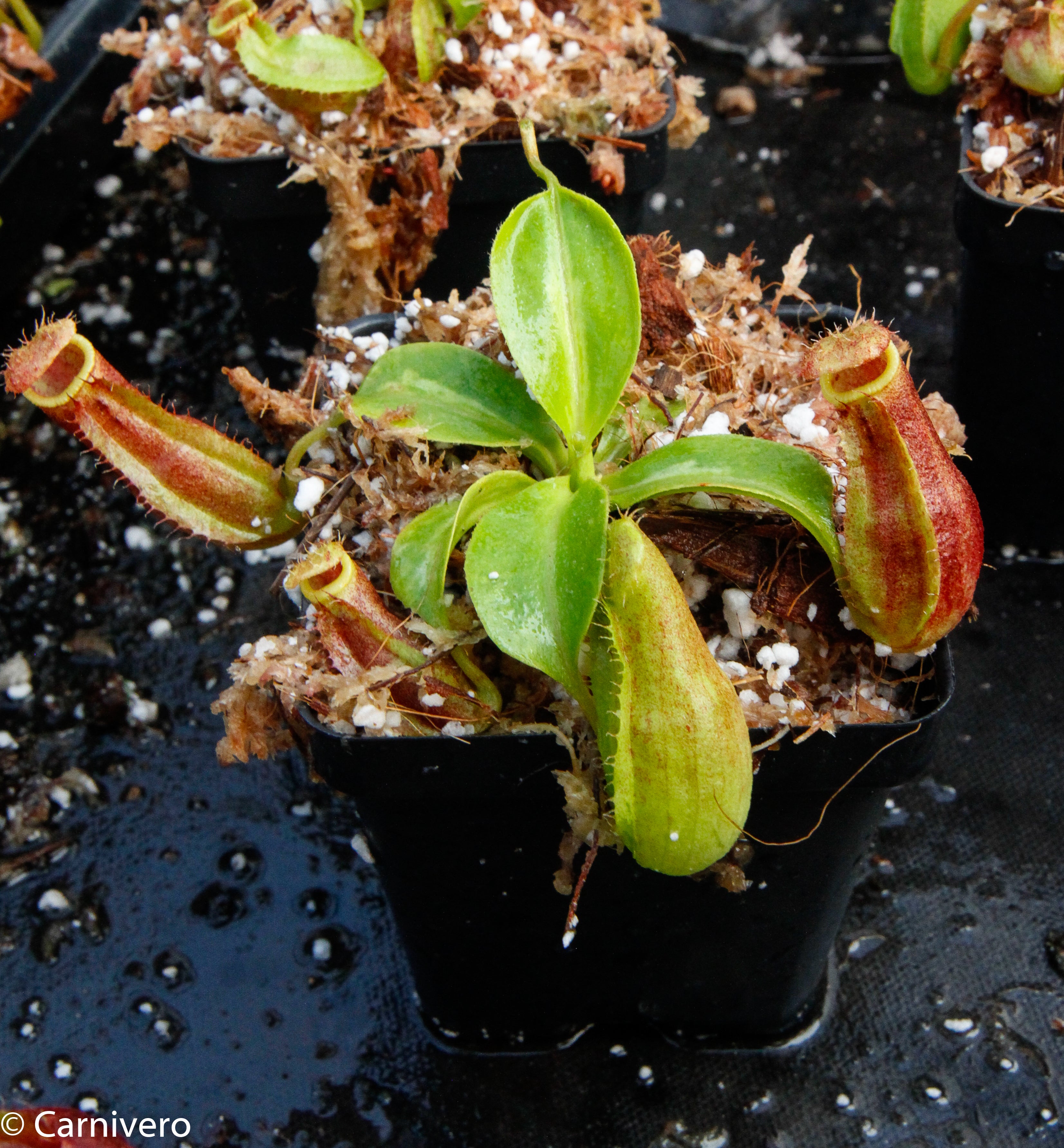 花 t3plant.car Nepenthes adrianii x truncata (c), CAR-0013 – Carnivero