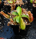 Nepenthes adrianii x truncata (c), CAR-0013