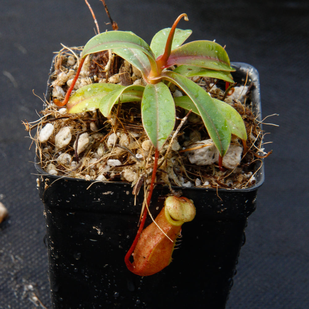 Nepenthes aenigma, BE-3770