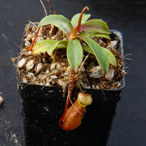 Young Nepenthes aenigma BE-3770 with green leaves and red tendrils in a gritty pot