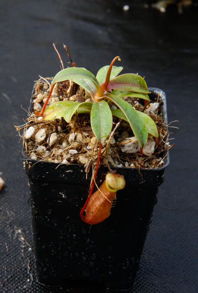 Nepenthes aenigma, BE-3770