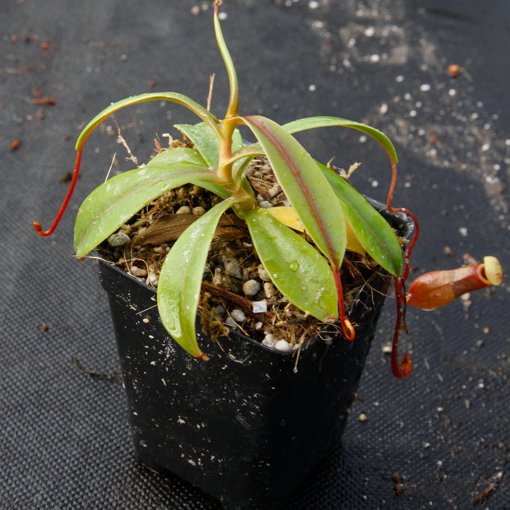 Nepenthes aenigma, BE-3770