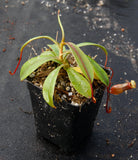 Nepenthes aenigma, BE-3770