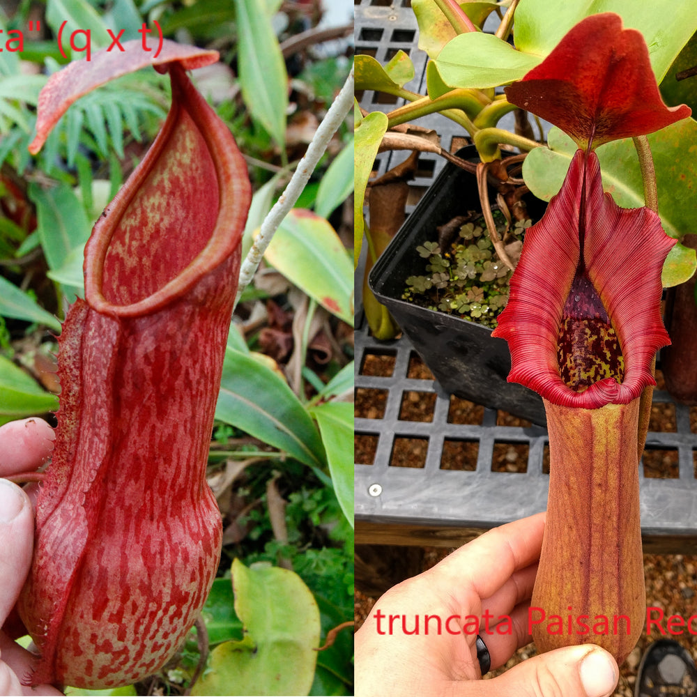 
                      
                        Nepenthes alata x truncata, CAR-0003
                      
                    