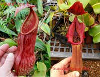 Nepenthes alata x truncata, CAR-0003