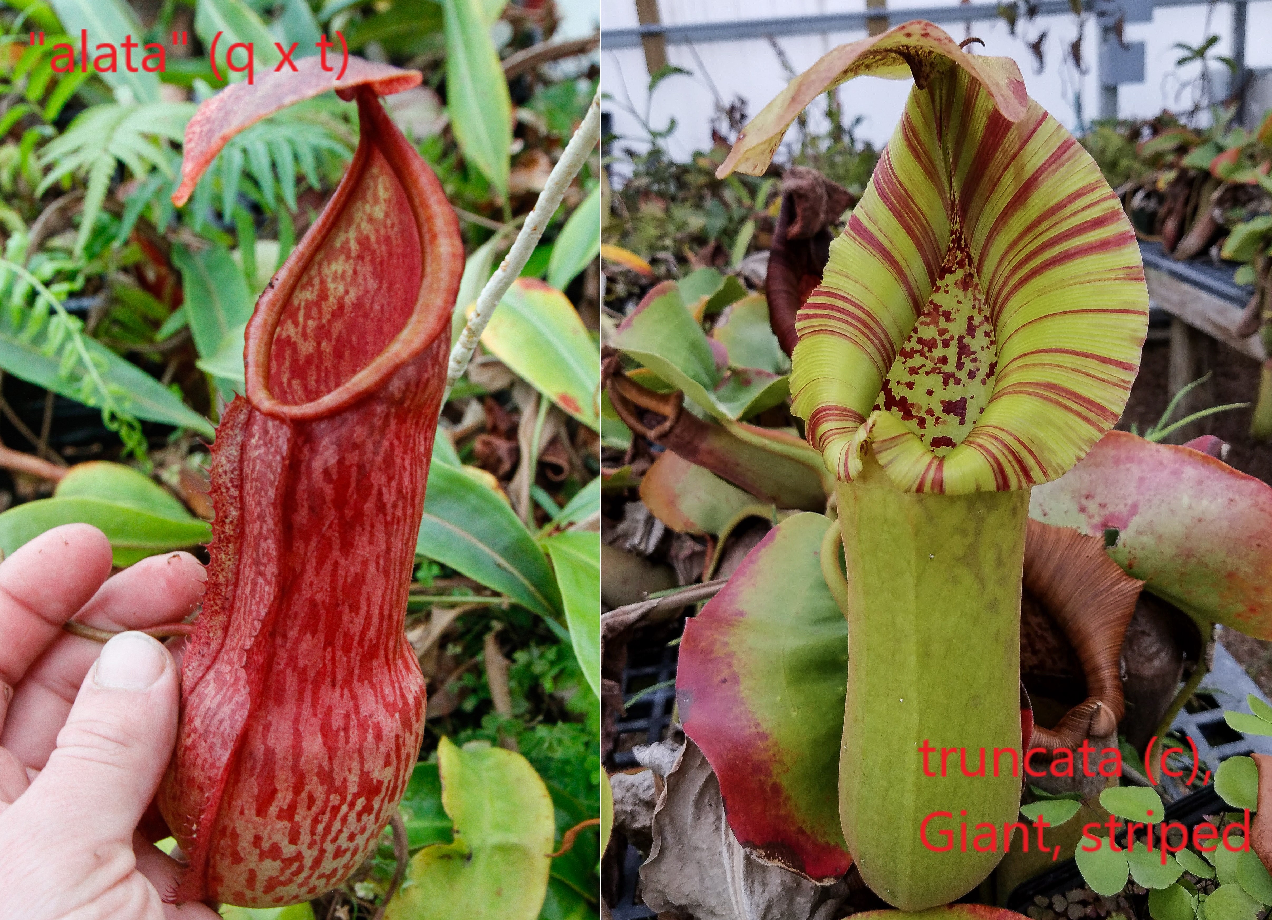 Nepenthes alata x truncata, CAR-0003 – Carnivero
