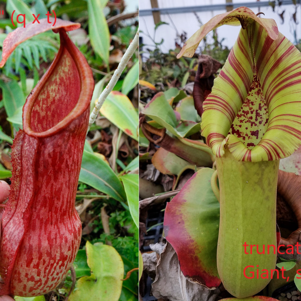 
                      
                        Nepenthes alata x truncata, CAR-0003
                      
                    