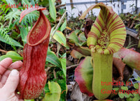 Nepenthes alata x truncata, CAR-0003