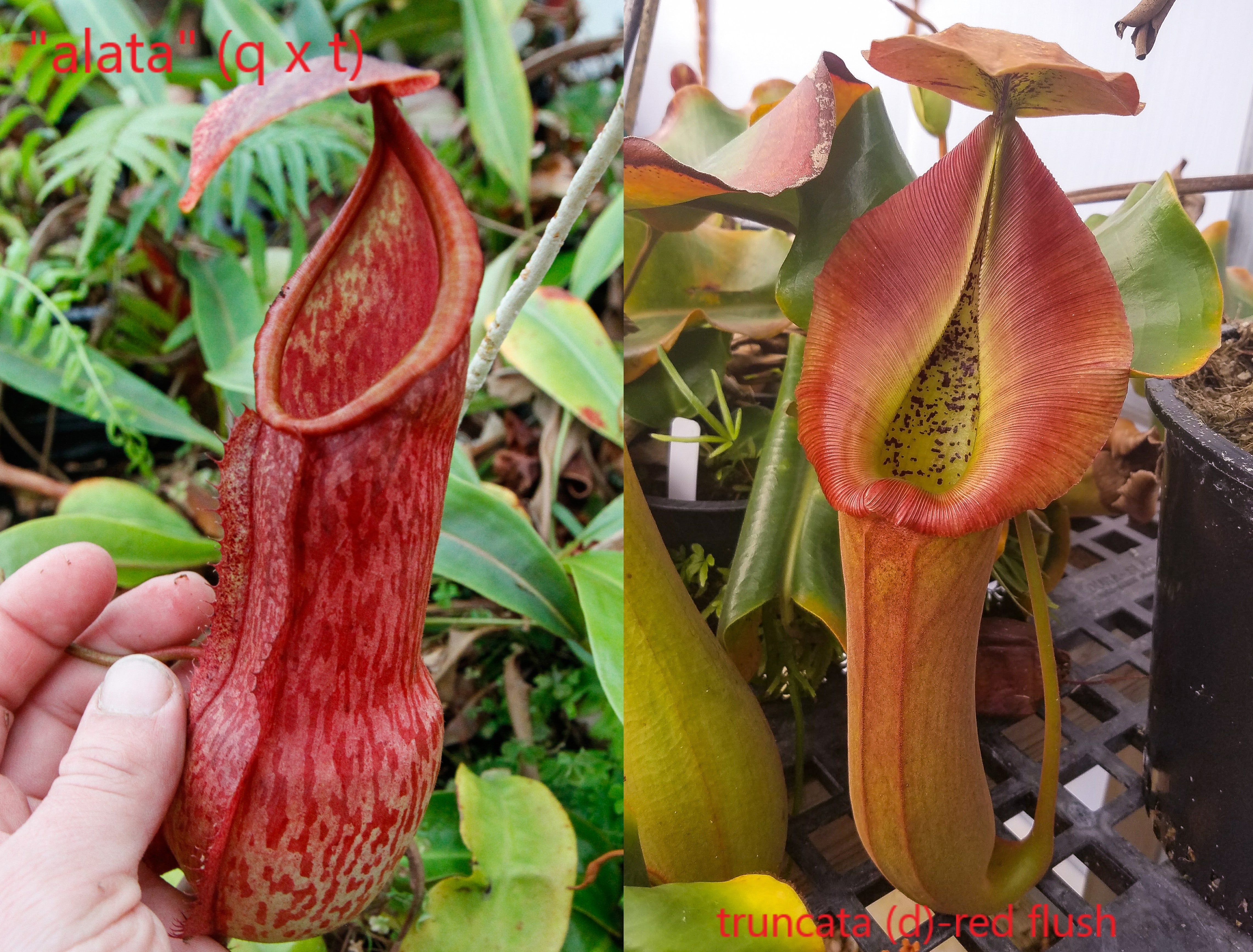 x Nepenthes truncata – edwardsiana (D) “Red Flush” edwardsiana 
