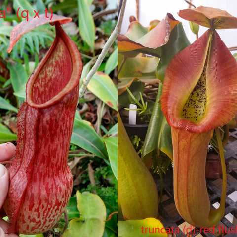 Left red mottled Nepenthes alata x truncata pitcher right truncata red flush cultivar with broad red peristome