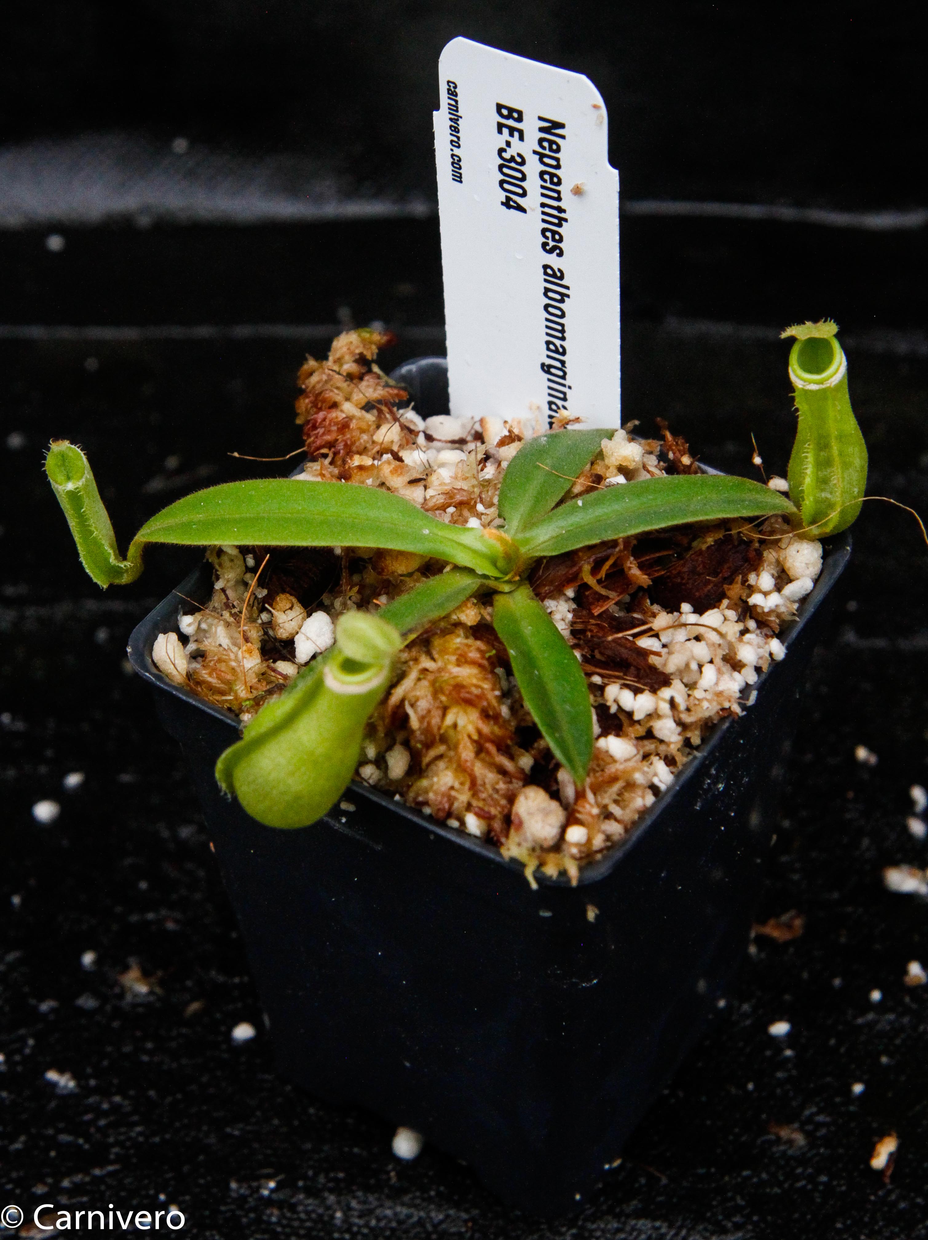 Nepenthes albomarginata, BE-3004 – Carnivero