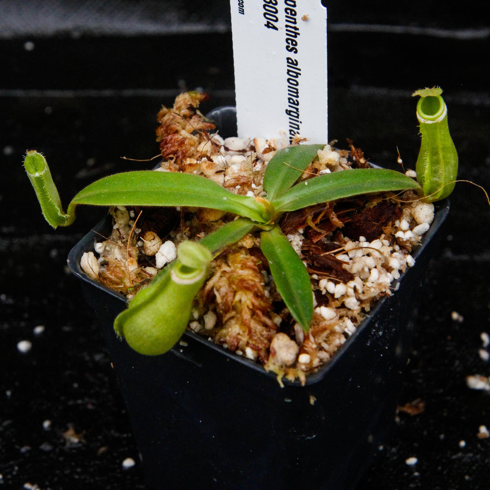 
                      
                        Nepenthes albomarginata, BE-3004
                      
                    