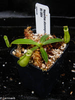 Nepenthes albomarginata