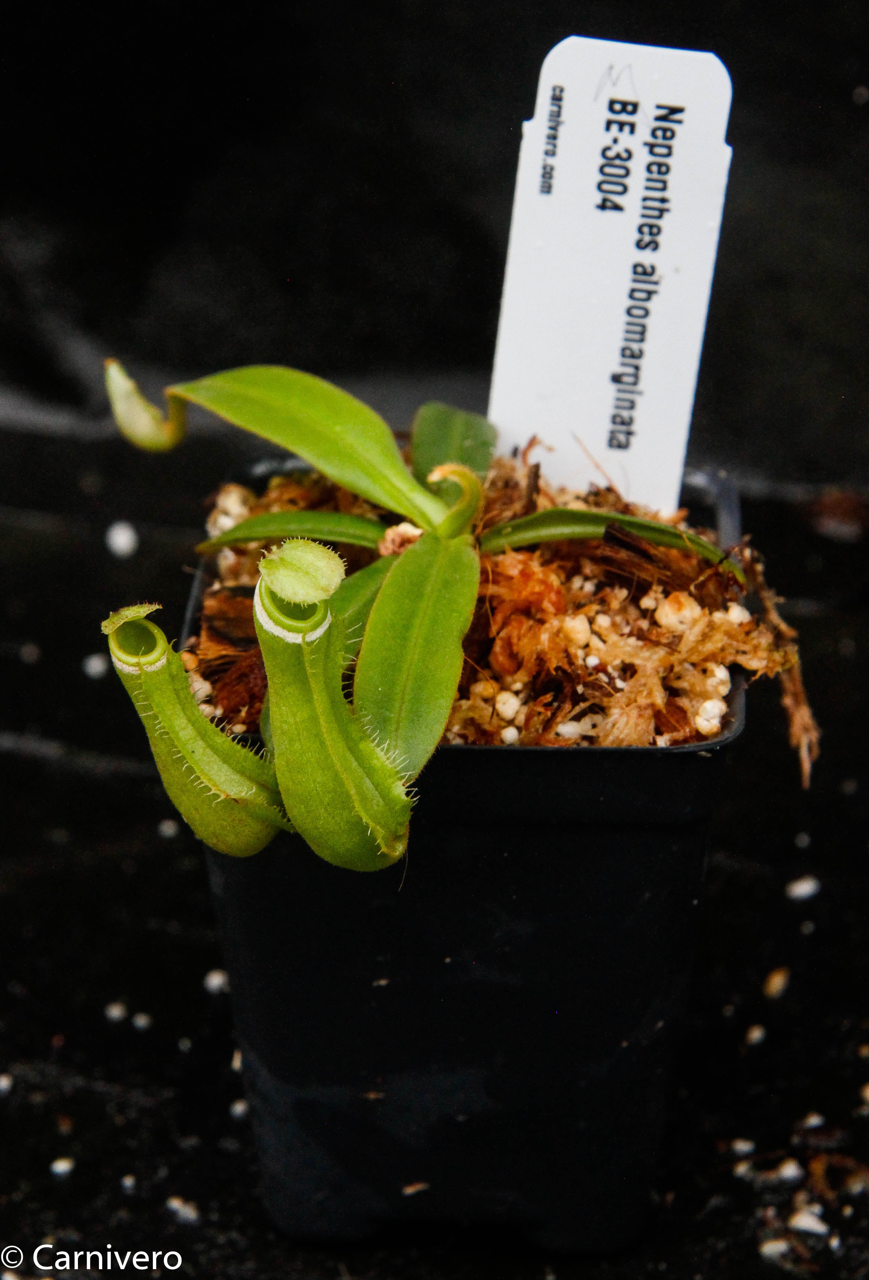 Nepenthes albomarginata, BE-3004 – Carnivero