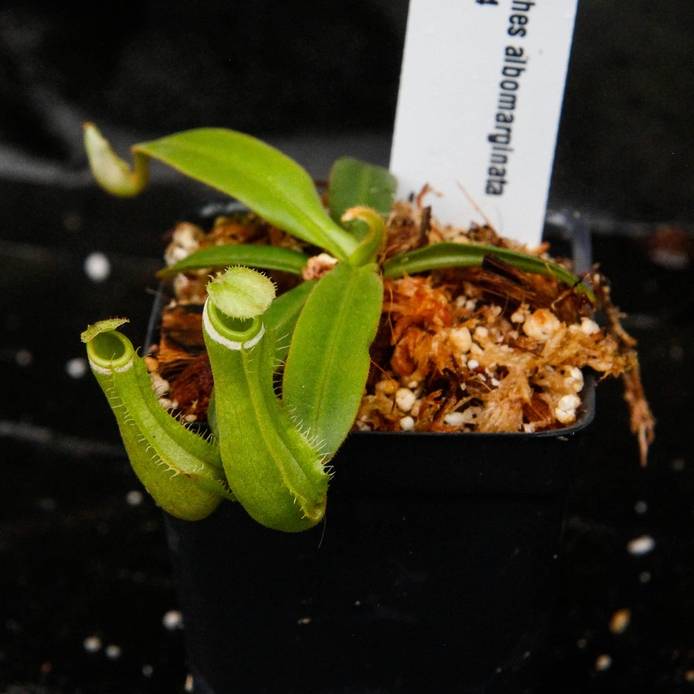 
                      
                        Nepenthes albomarginata, BE-3004
                      
                    